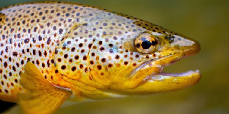 fly fishing for a trophy trout